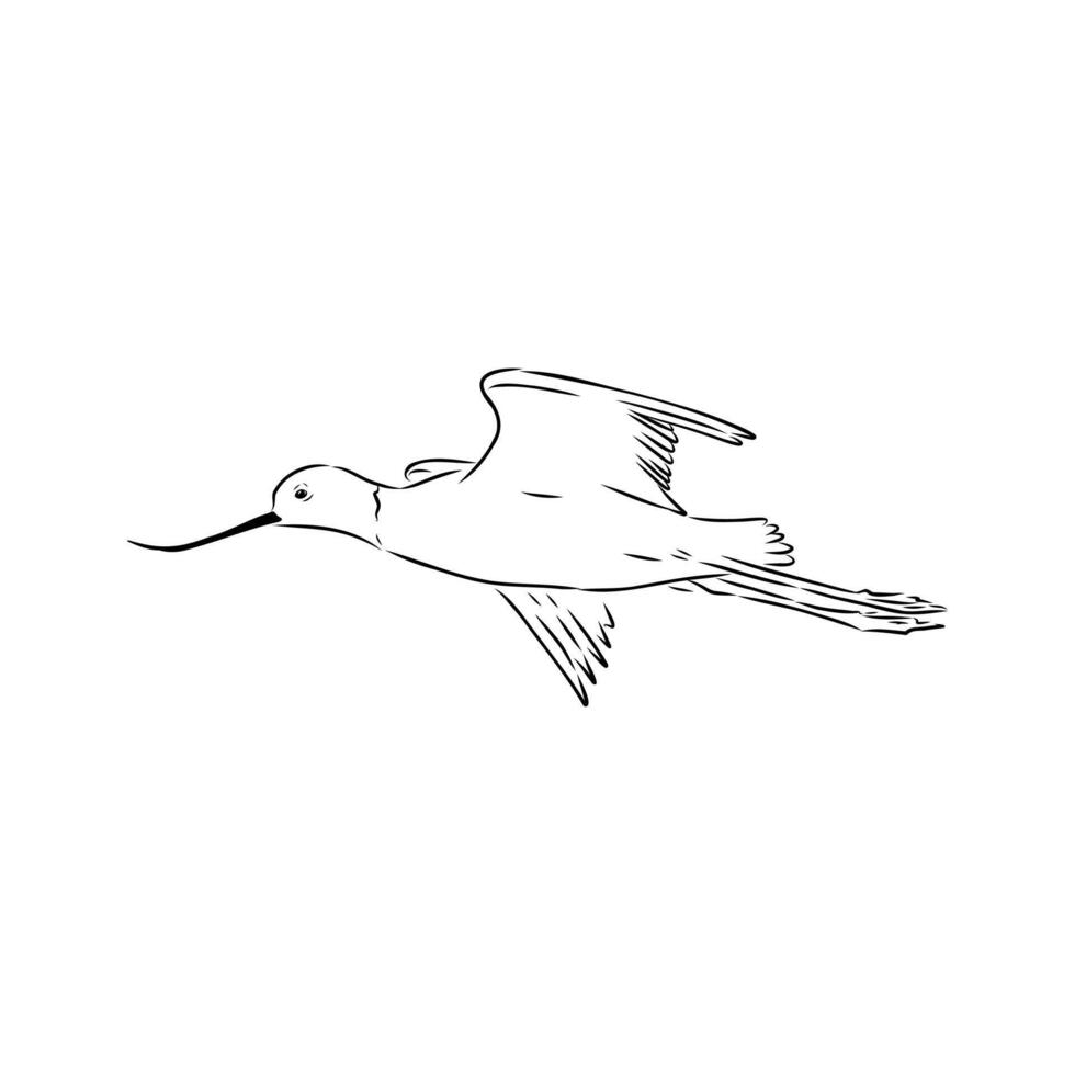 wading bird sandpiper handmade drawing vector