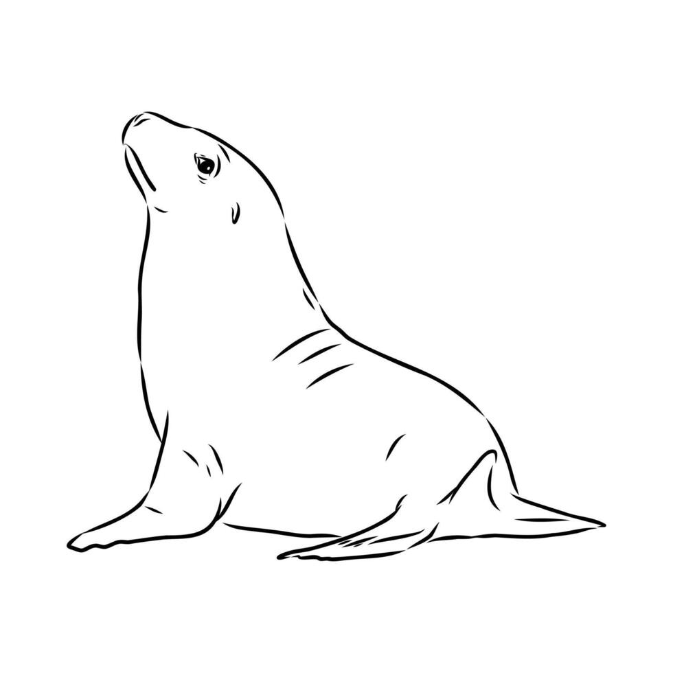 sea lion black and white sketch vector