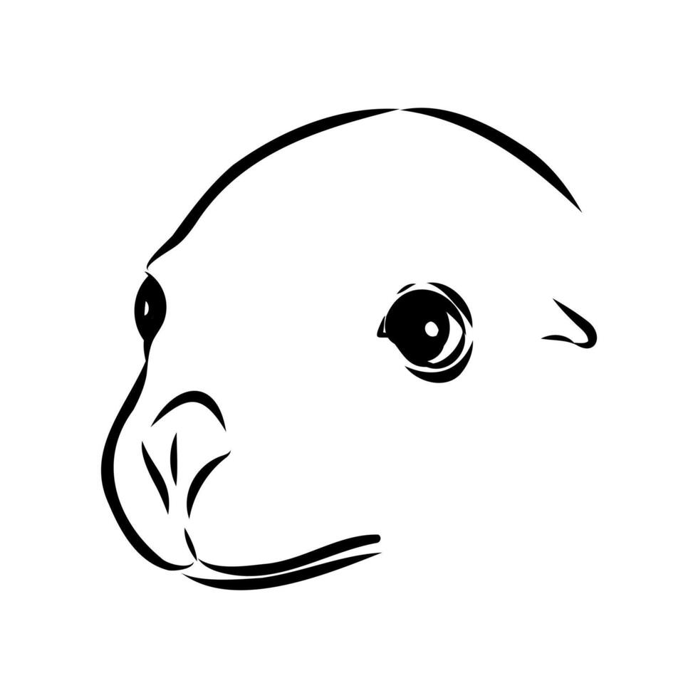 sea lion head sketch vector