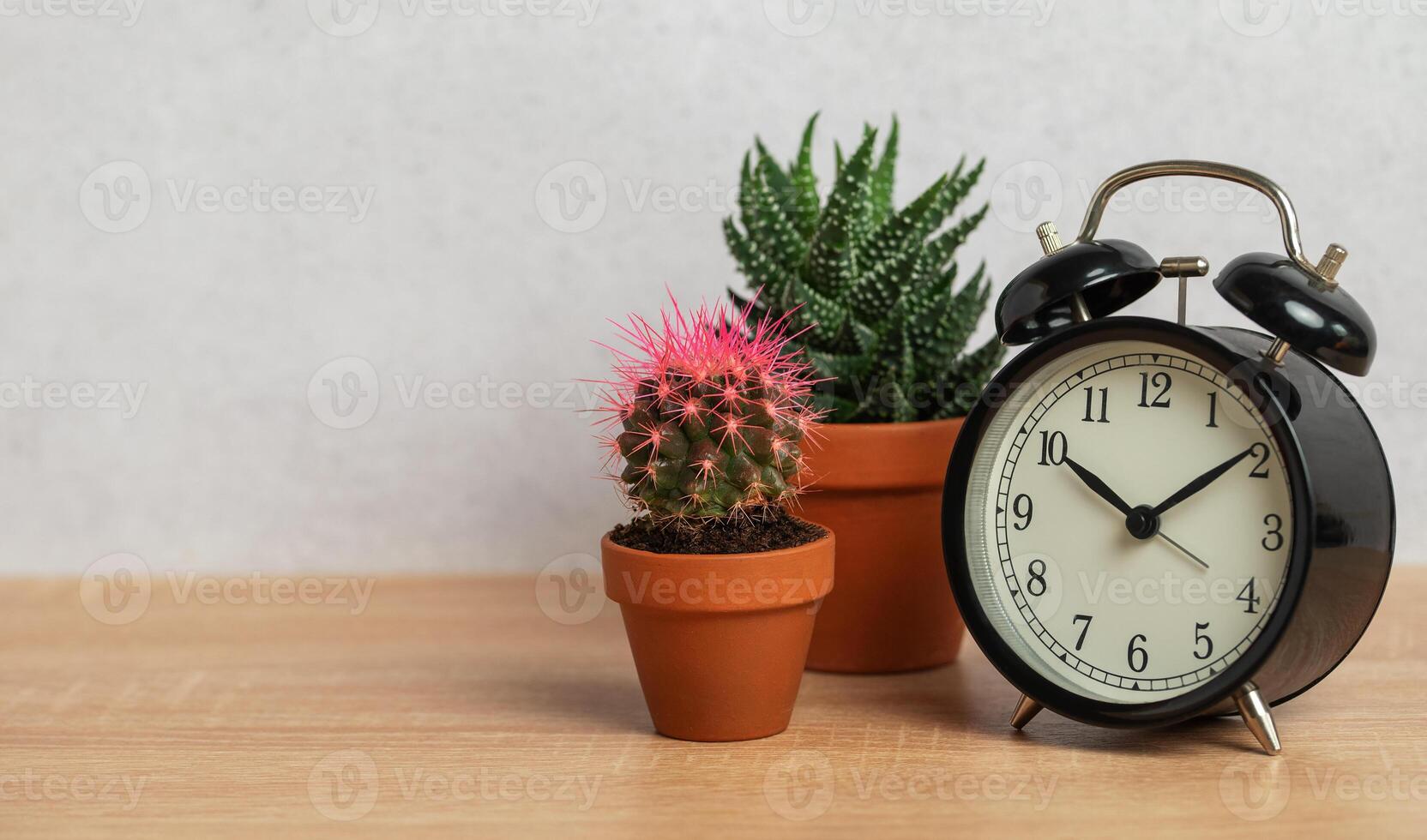 Alarm clock with cactus and succulents in terracotta pots on wooden table photo