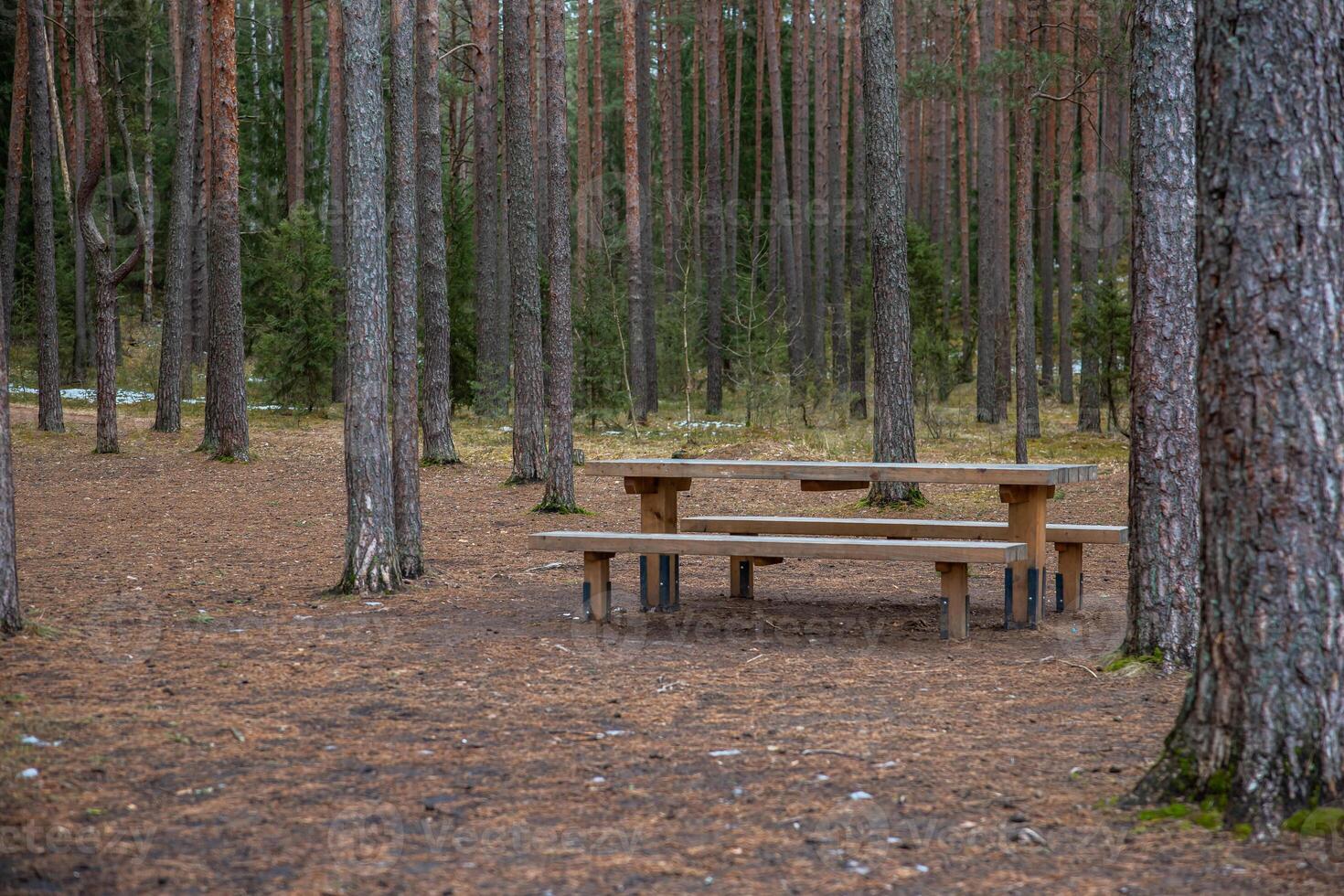 Wooden Picnic Table Amid Tall Pine Trees in a Forest Setting photo