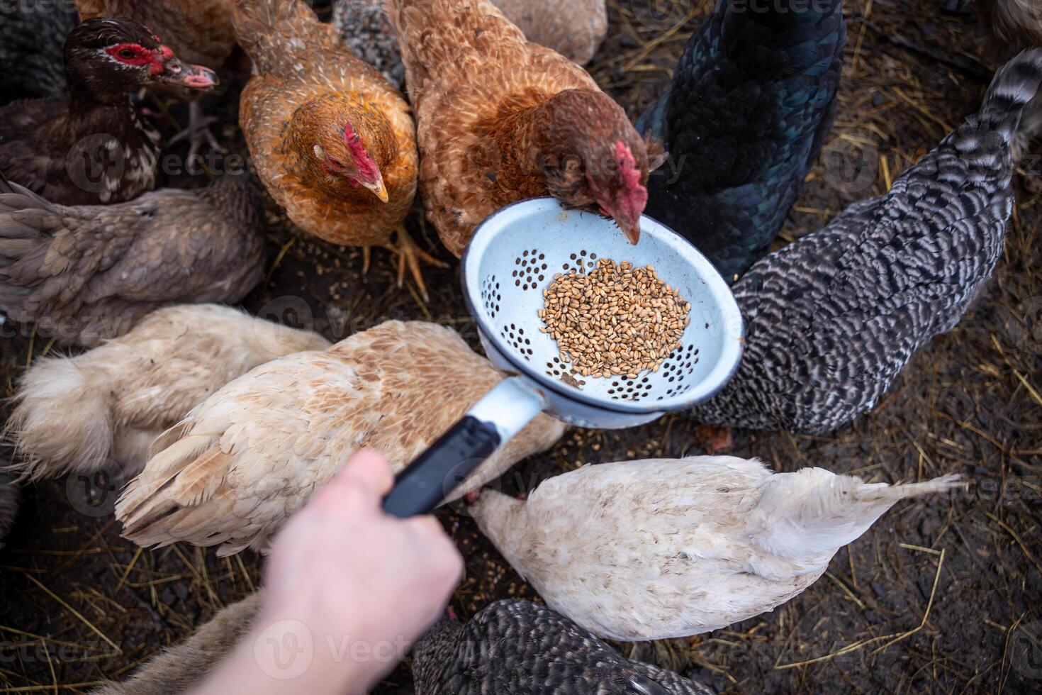 Chickens Feeding from a Colander Held by a Hand on Dirt Ground photo