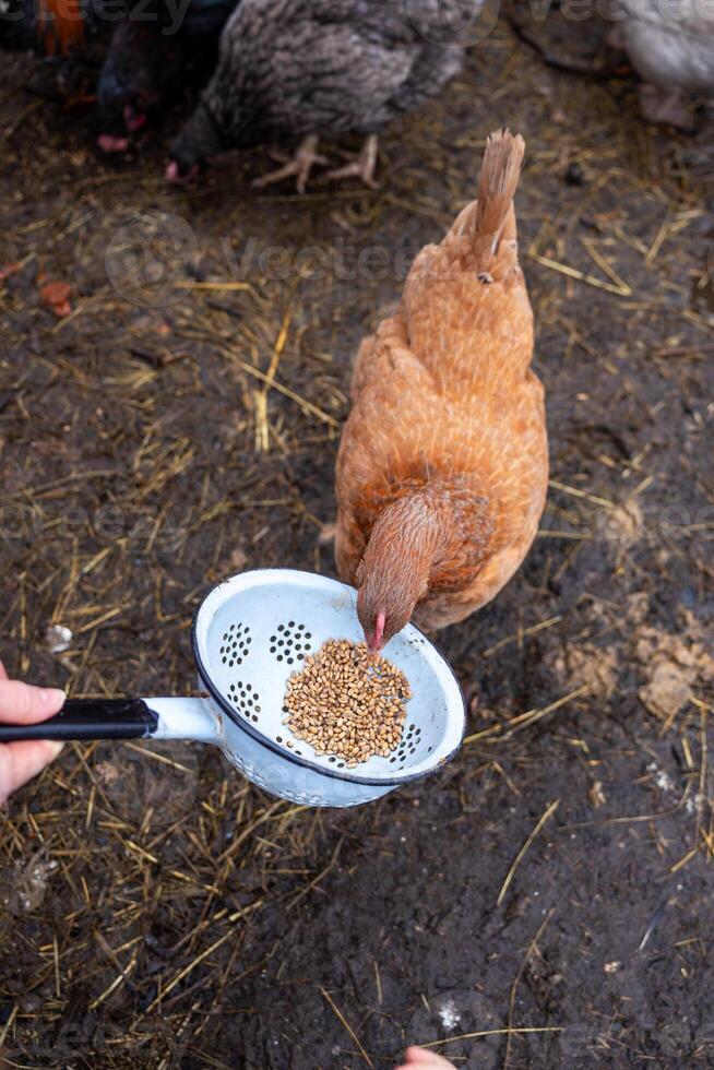 Brown Chicken Feeding From Colander in Rural Farm Setting photo