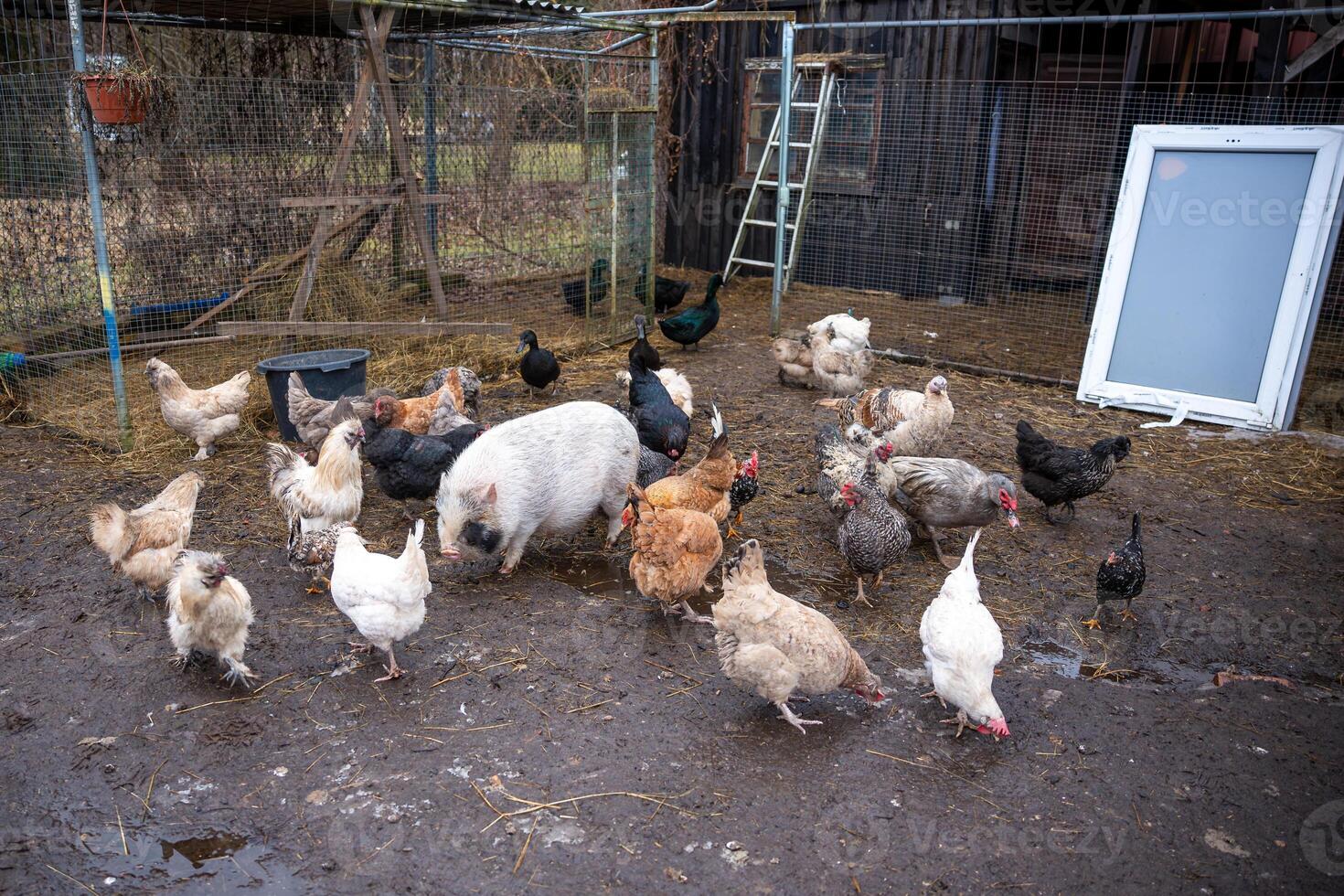 Farmyard with Chickens, Pig, Wooden Structure, and Muddy Ground photo