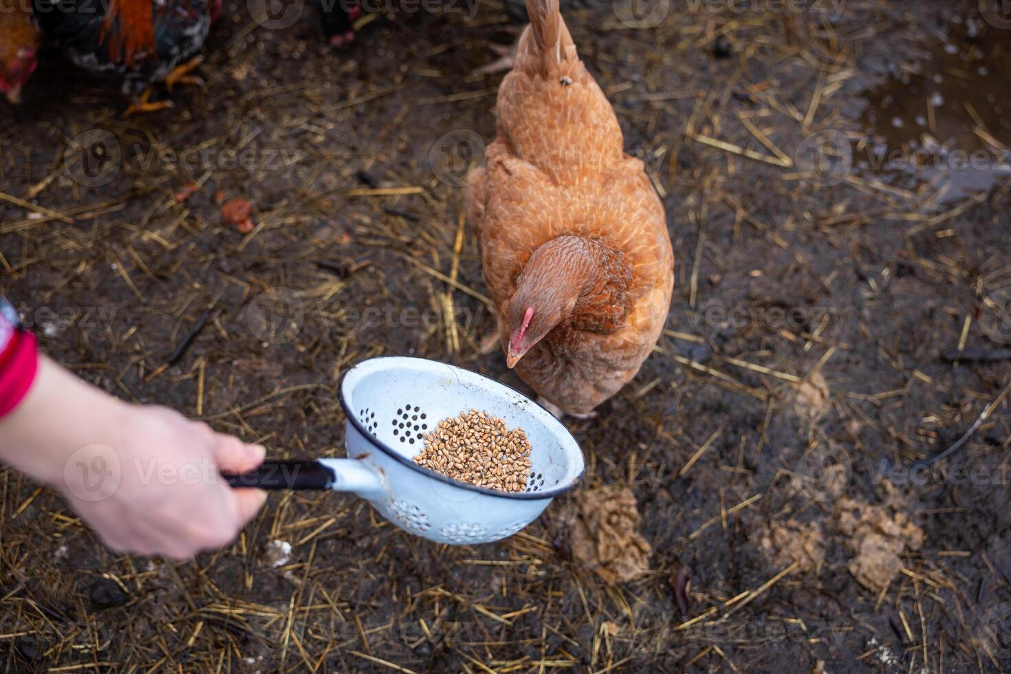 Brown Chicken Feeding from White Colander in Rural Farm Setting photo