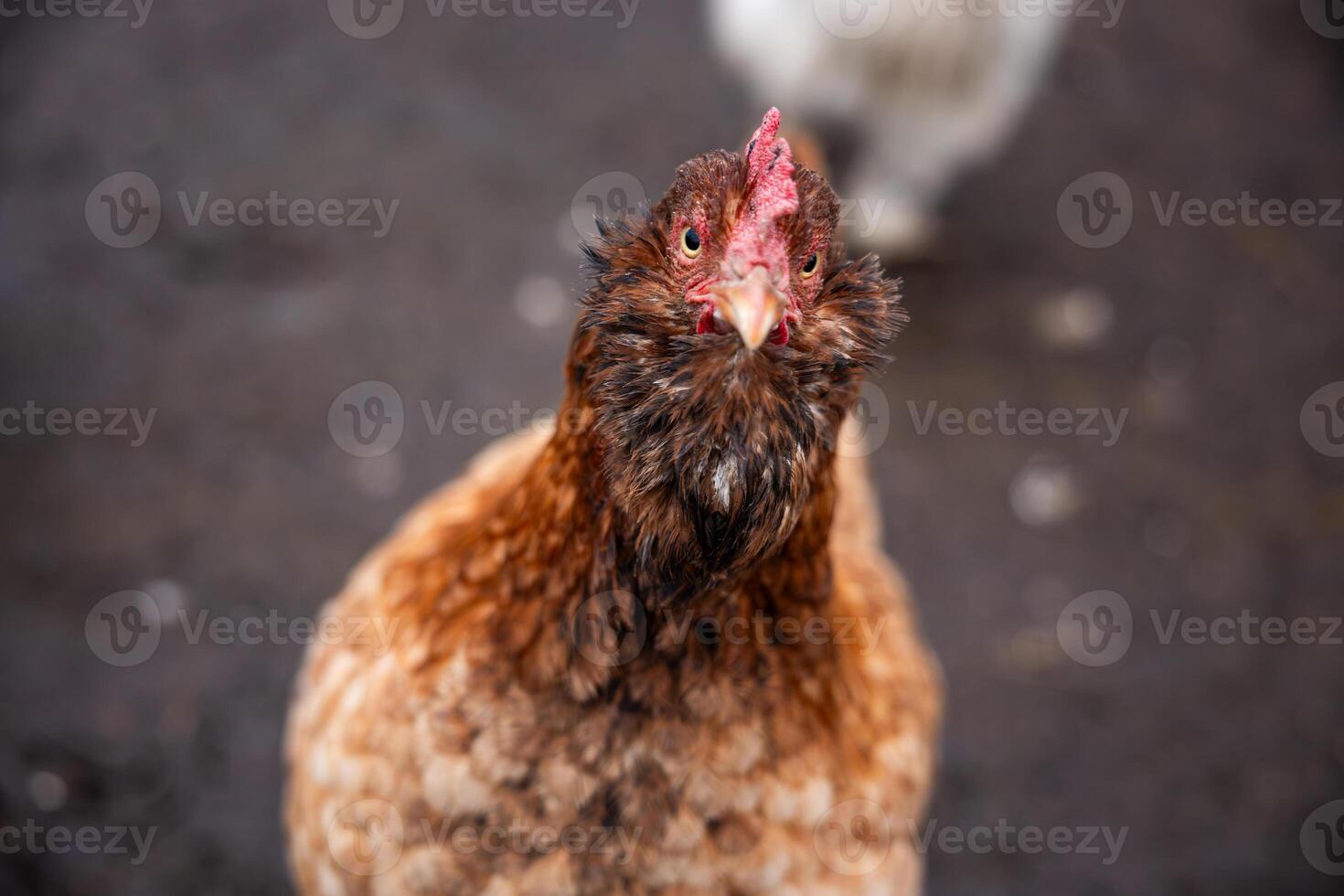 Close Up of a Brown Chicken with Red Comb on Muddy Ground photo