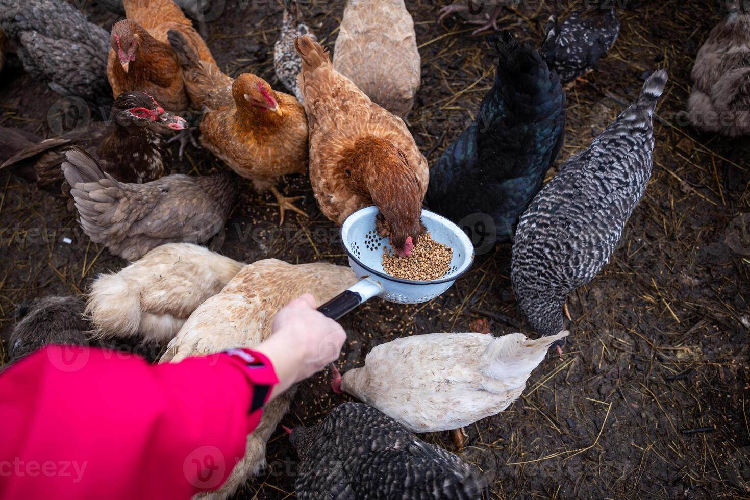 Person Feeding Mixed Breed Chickens with Colander on Muddy Ground photo