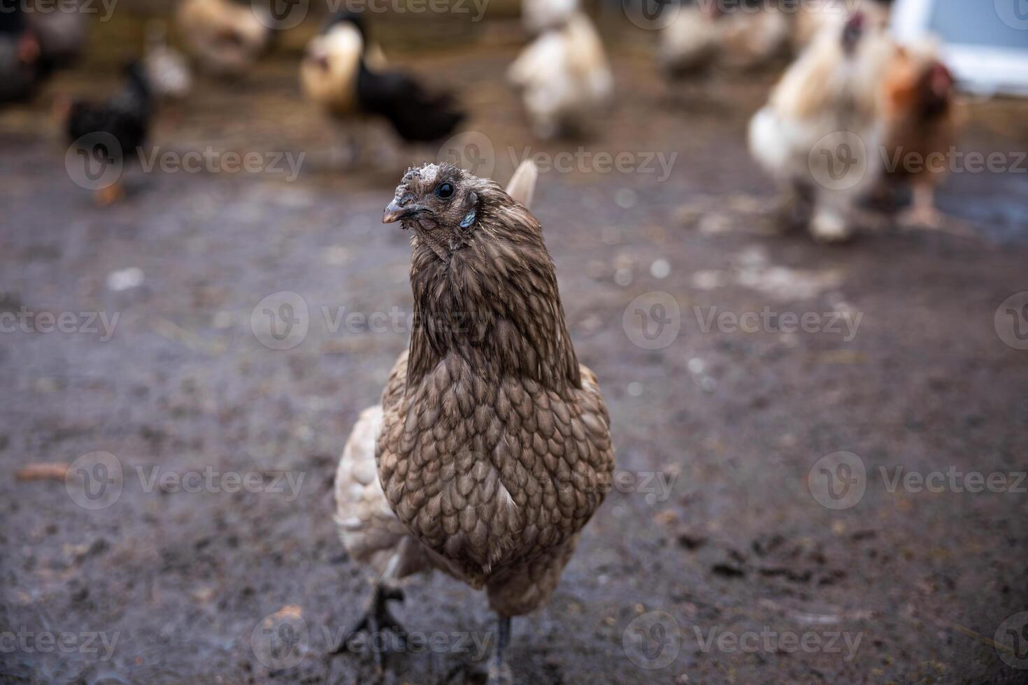 Brown Chicken on Muddy Ground with Group of Chickens in Background photo