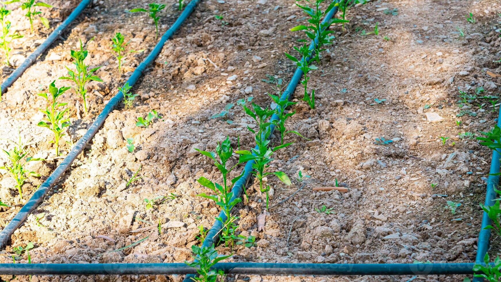 A row of plants in a garden photo