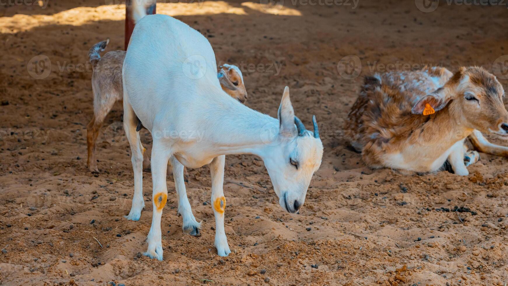 General view of a goat with the placenta still hanging, cleaning its newborn calf in the sahara desert, Merzouga, photo