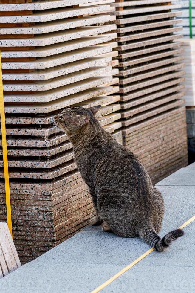 A cat sitting on a ledge photo
