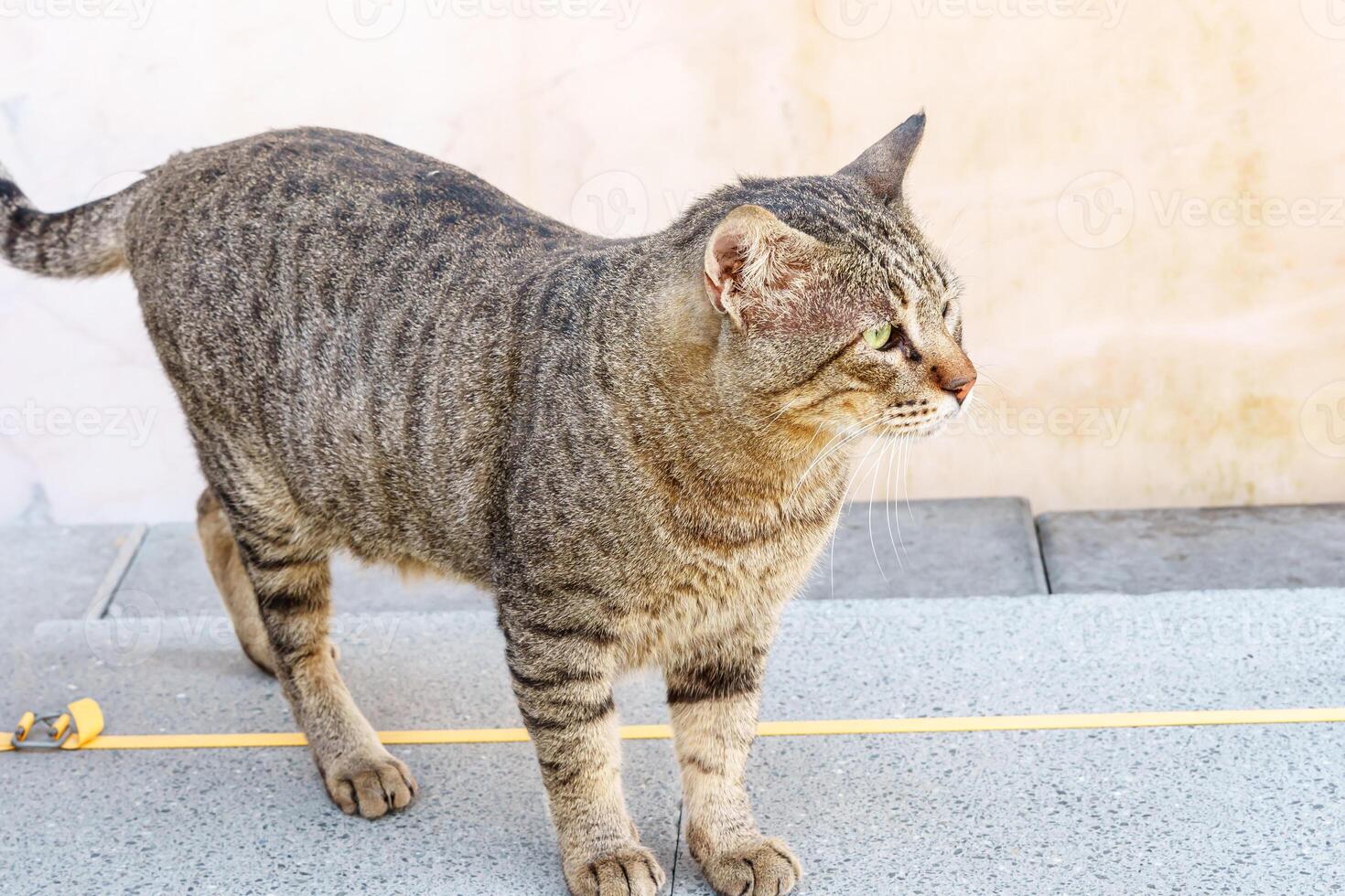 A cat walking on a sidewalk photo