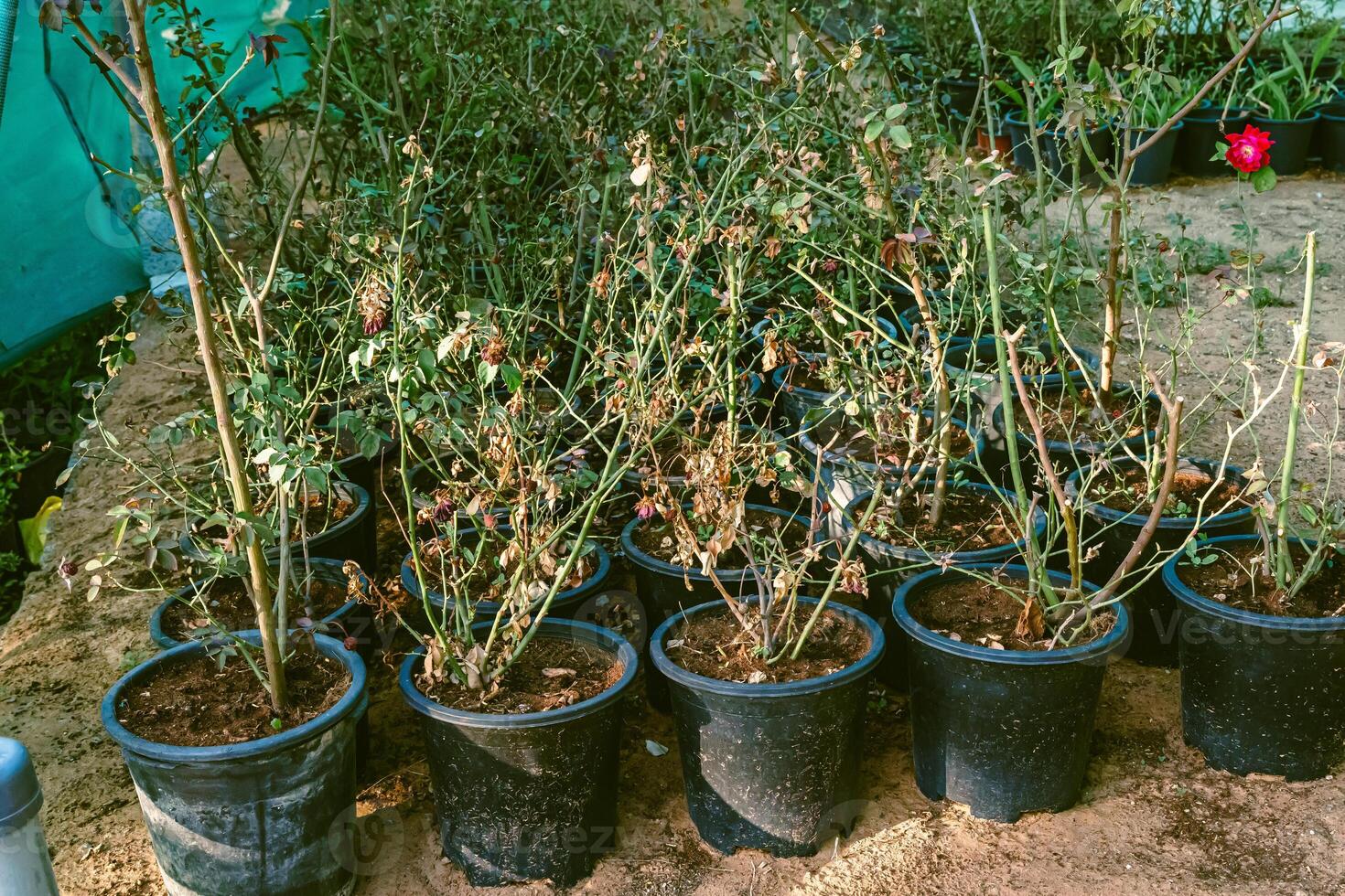 A group of plants in pots on a dirt surface photo