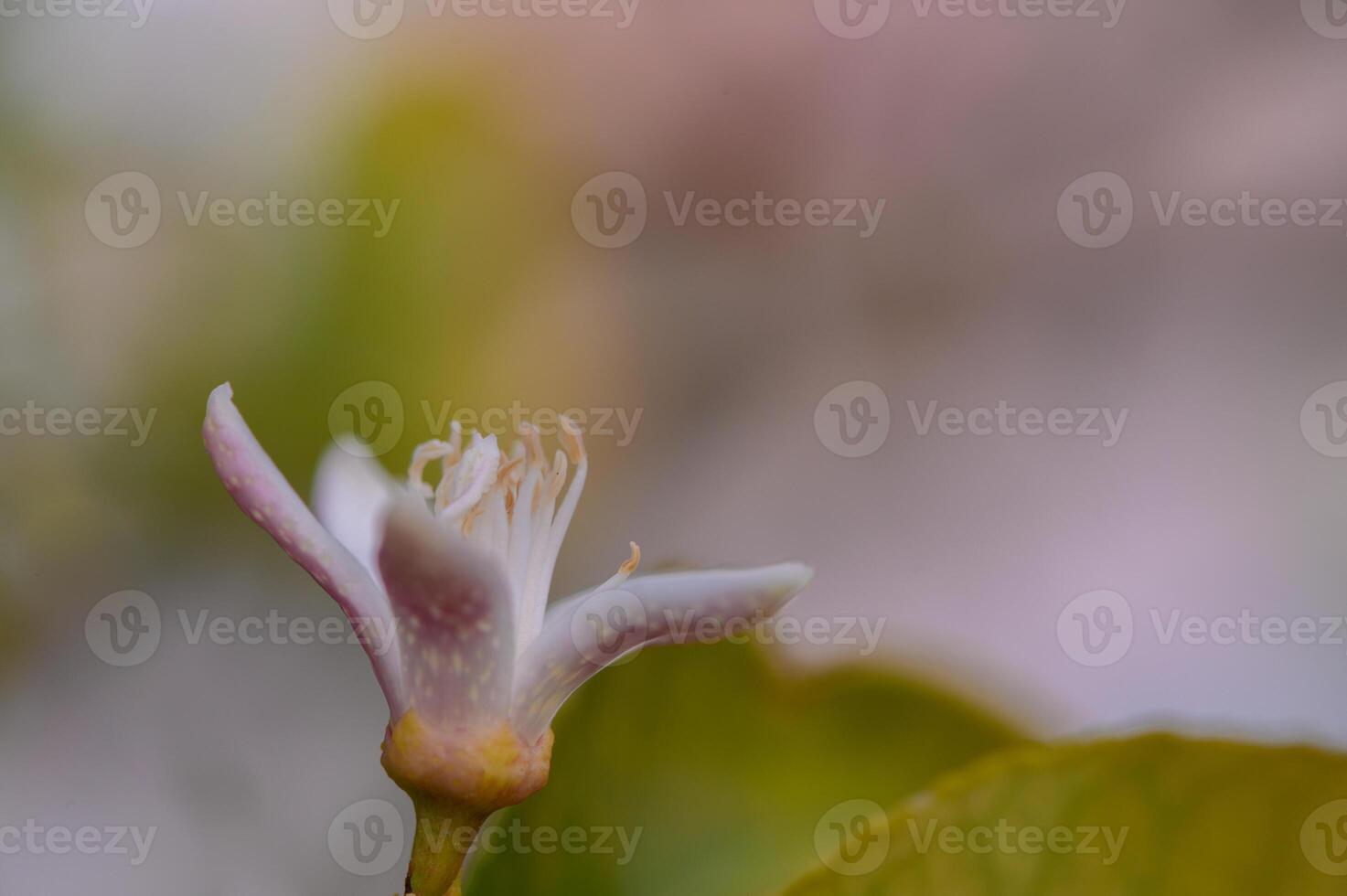 Delicate white flower blooms softly in a serene garden at dawn, heralding the beauty of spring's arrival photo