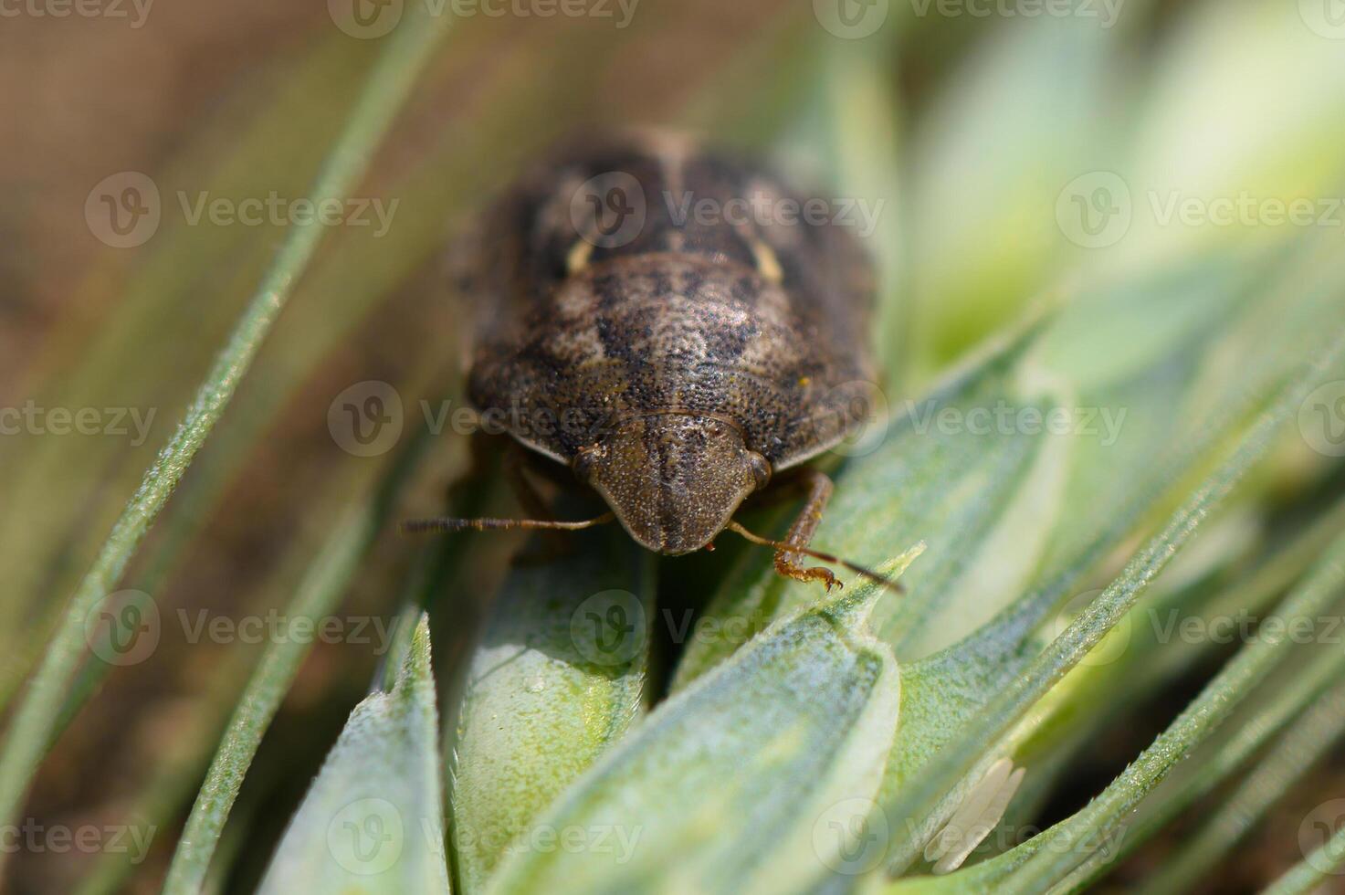Close encounter with a fascinating beetle resting on vibrant green leaves in a sunlit garden during a warm afternoon in springtime photo