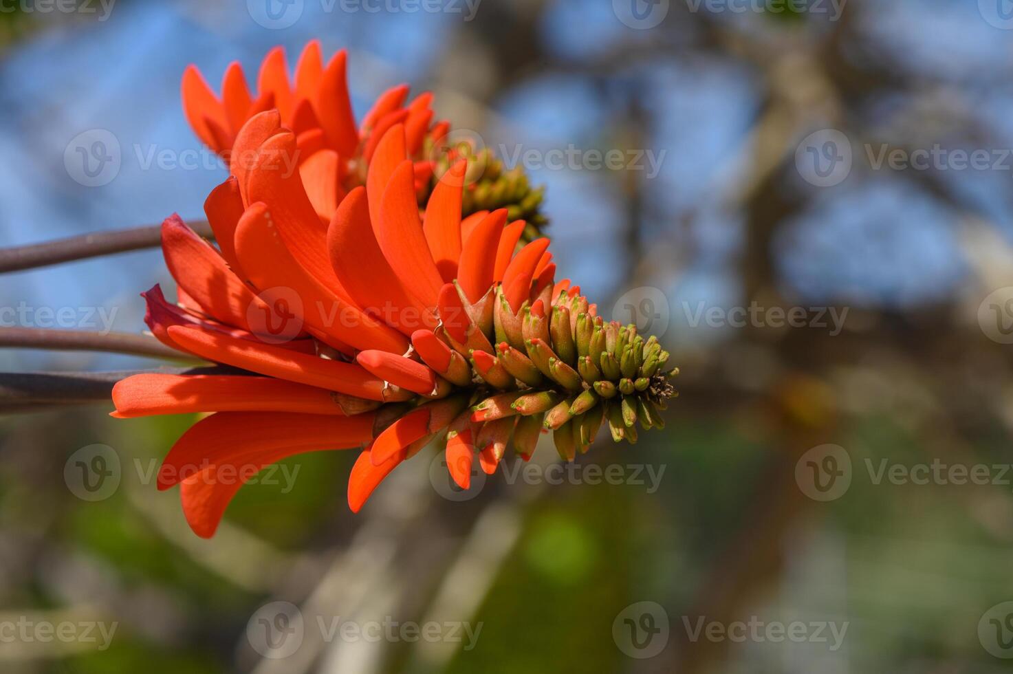 Vivid orange blooms unfold under the warm sun in a tranquil garden setting surrounded by lush greenery photo