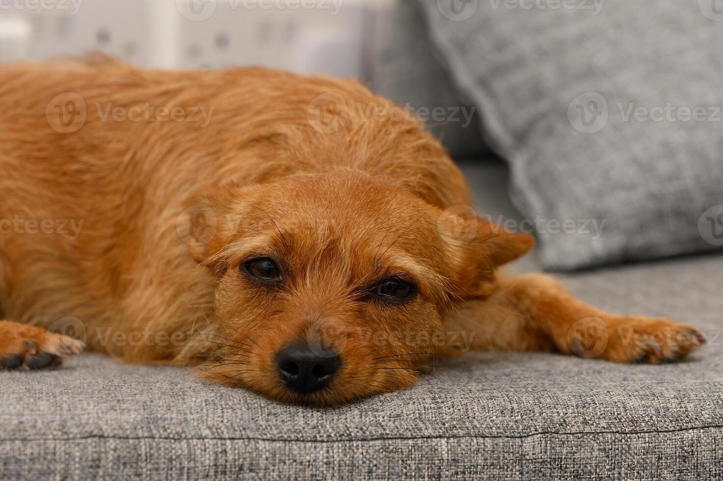 Lazy afternoon on the couch with a relaxed dog enjoying the soft sunlight filtering through the window photo