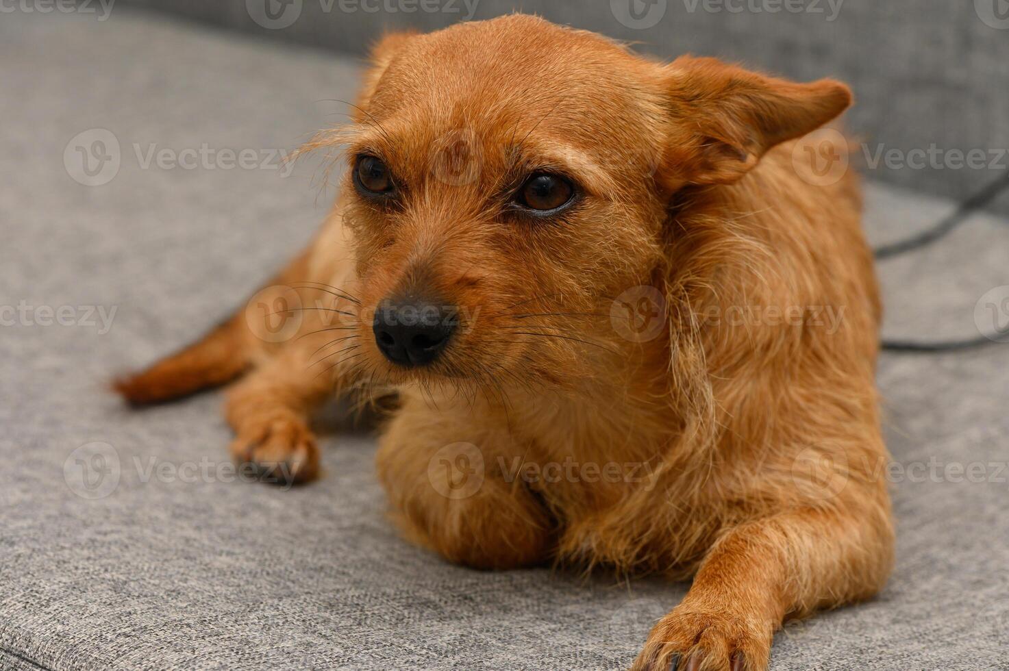 Curious small dog relaxing on a cozy couch in a warm living room during a lazy afternoon photo