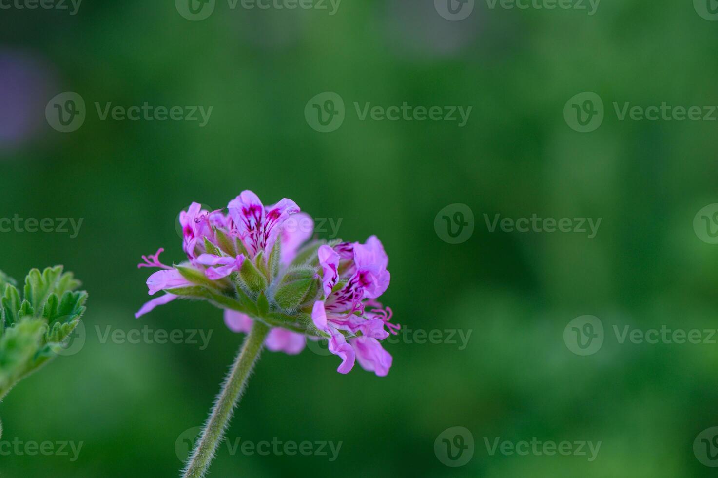 Beautiful pink flowers bloom gracefully in a vibrant spring garden during the golden hour of sunset, showcasing nature's artistry photo