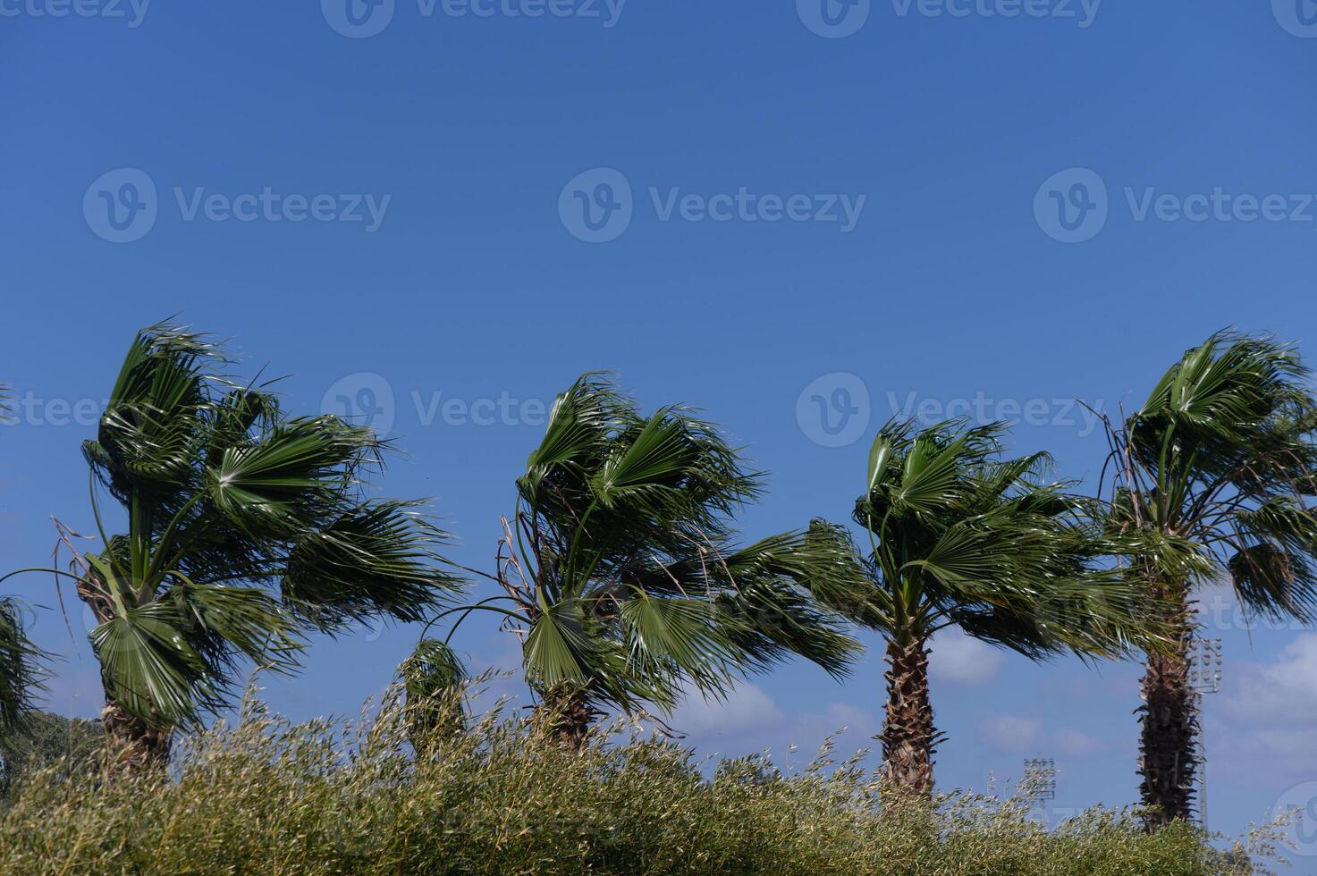 Windswept palms sway elegantly against a brilliant blue sky on a sunny coastal day, evoking a sense of tranquility and freedom photo
