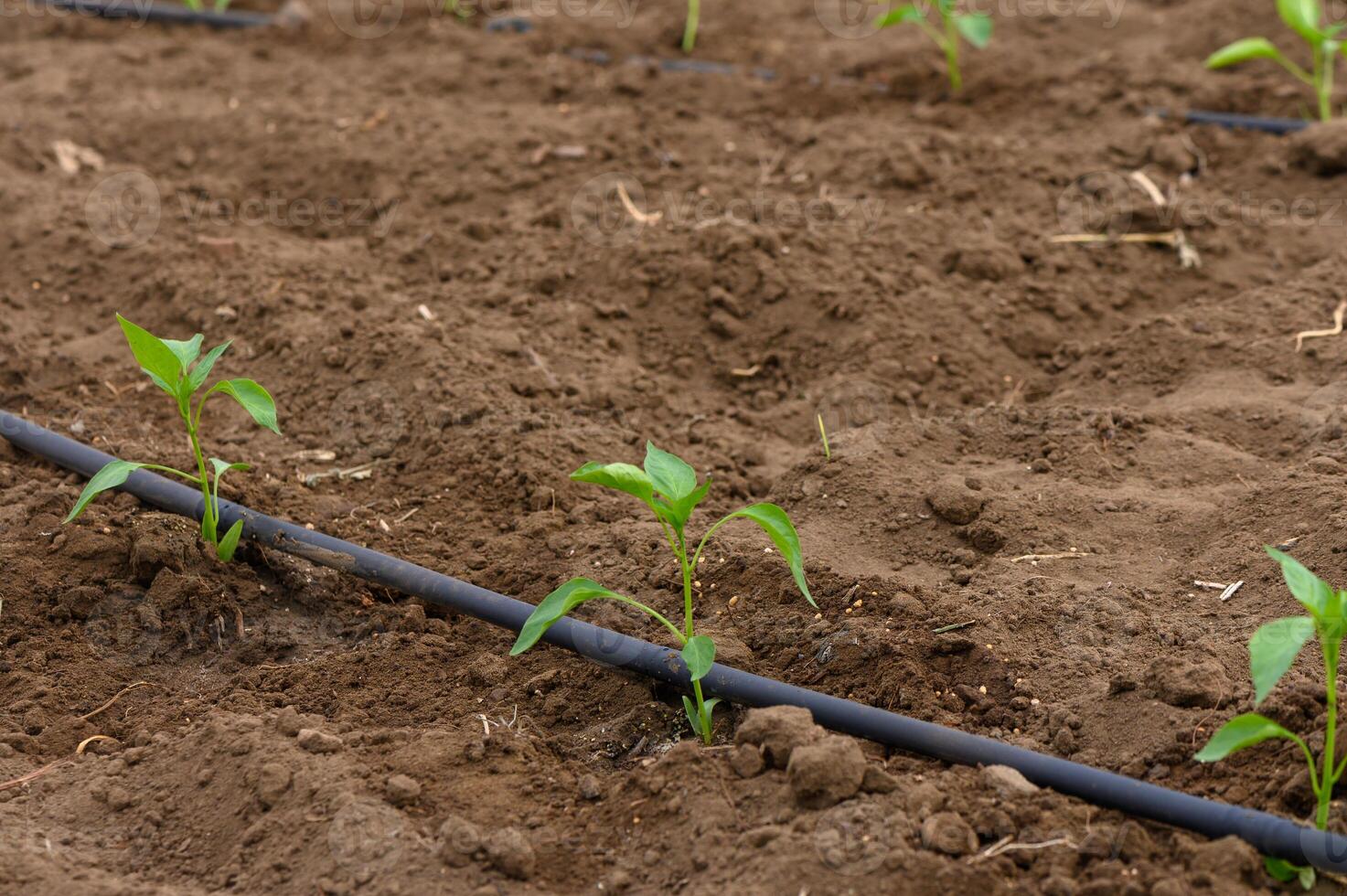 New seedlings emerge from dark soil in a field under soft sunlight bringing hope for a fruitful harvest photo