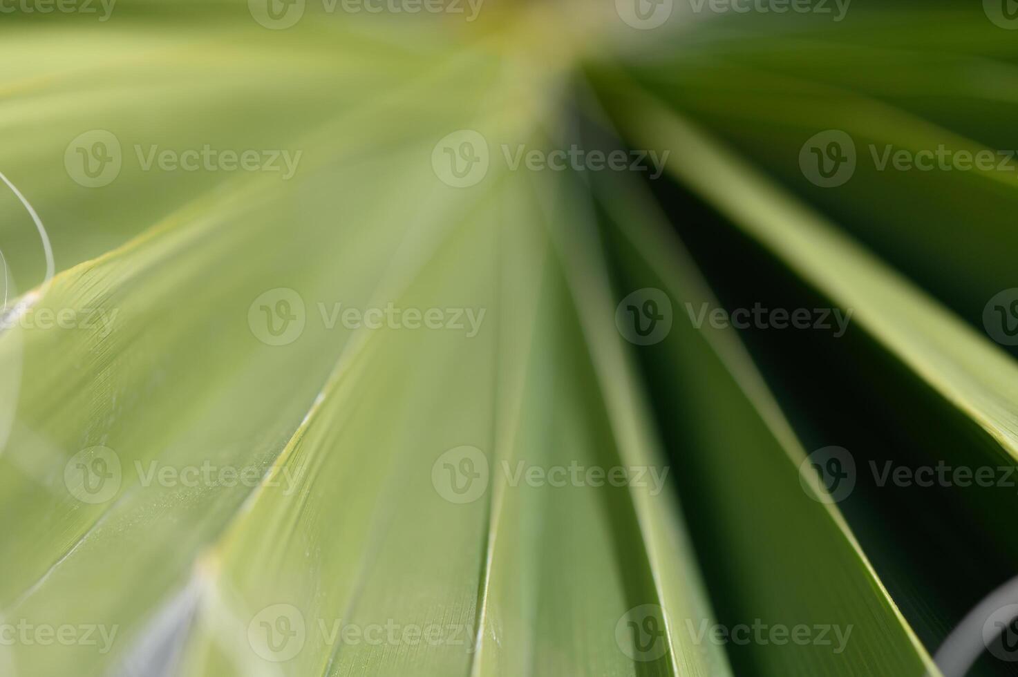 Close-up view of vibrant green palm leaves showcasing intricate textures and patterns under natural light in a tropical setting photo