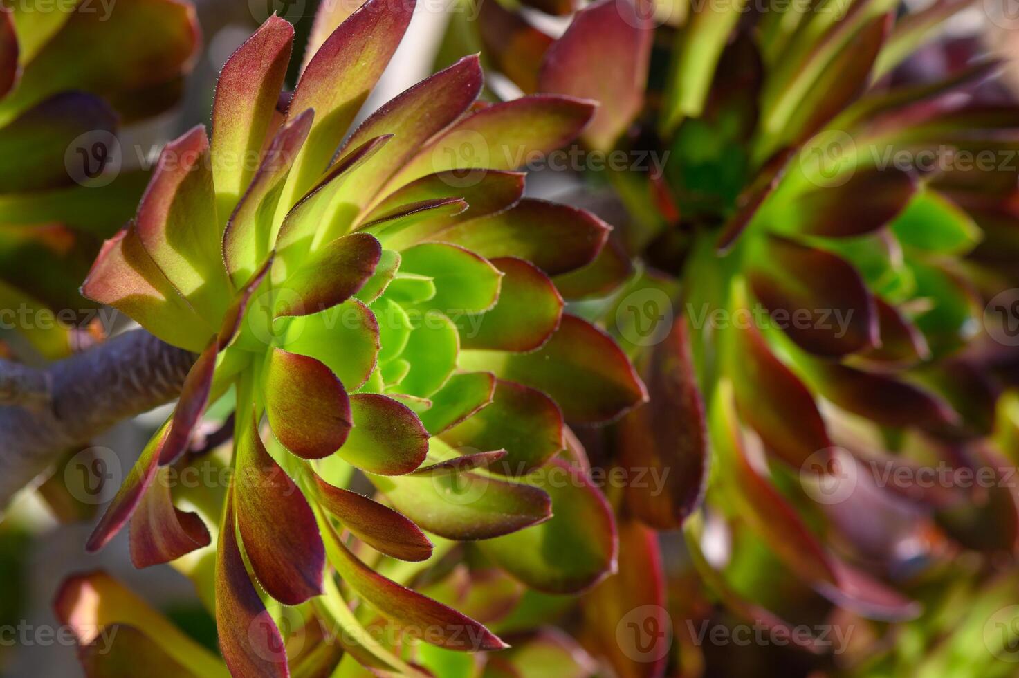 Succulent plants thrive in vibrant shades under golden sunlight in a serene garden setting photo