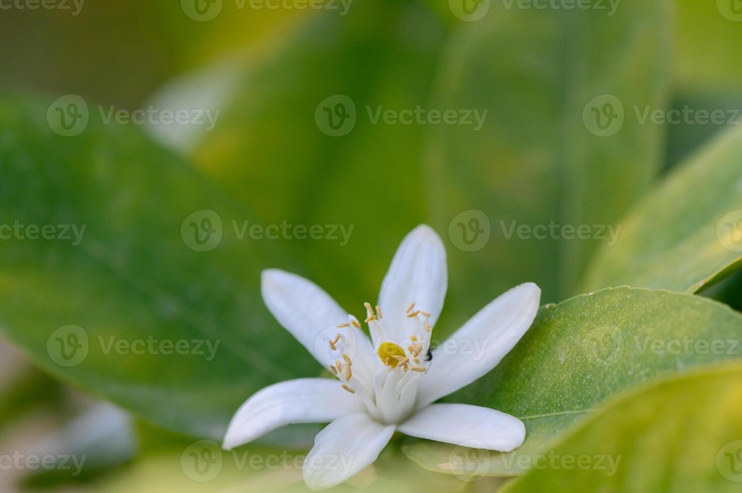 Delicate white blossom nestled among vibrant green leaves in a sun-soaked garden setting during the early morning hours photo