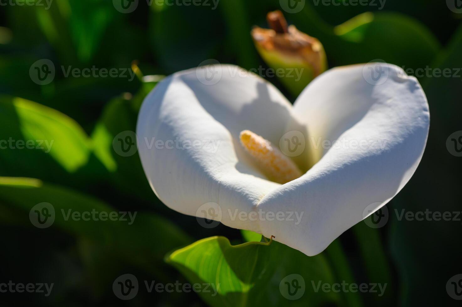 Elegance of a blossoming flower under the sunlight in a serene garden setting photo