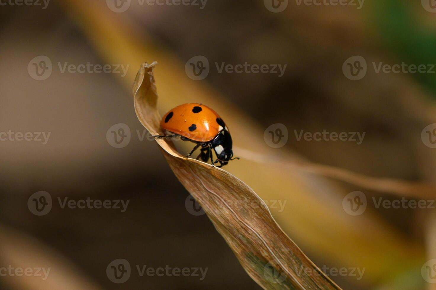 Ladybug perched gracefully on a dry leaf, showcasing vibrant colors in a serene natural setting during daylight hours photo