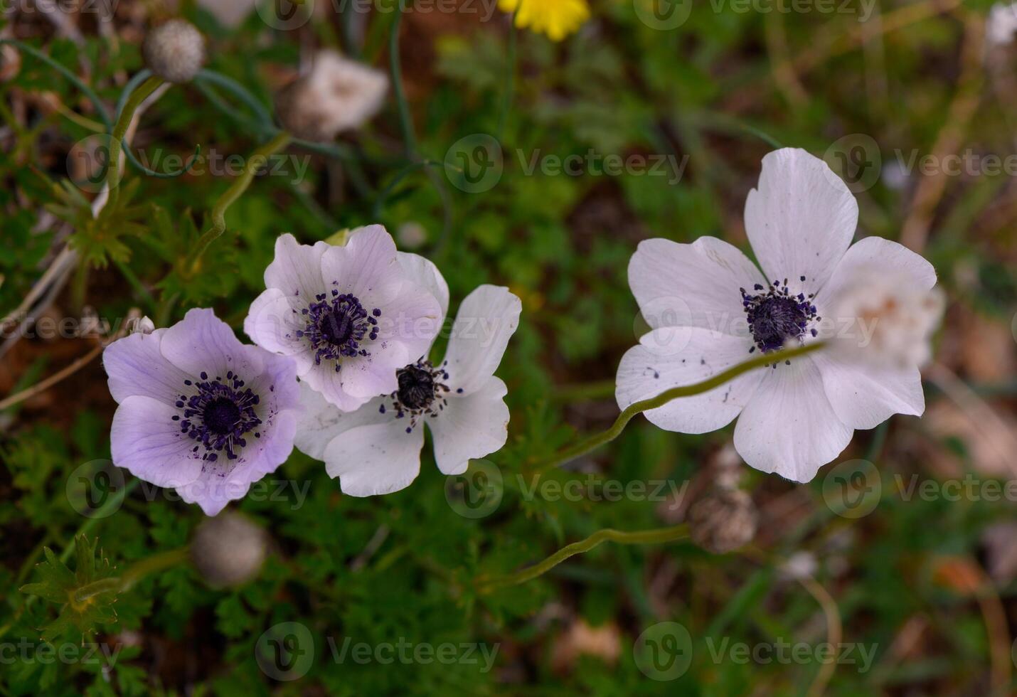 Delicate white flowers bloom on a sunny spring day in a vibrant garden filled photo
