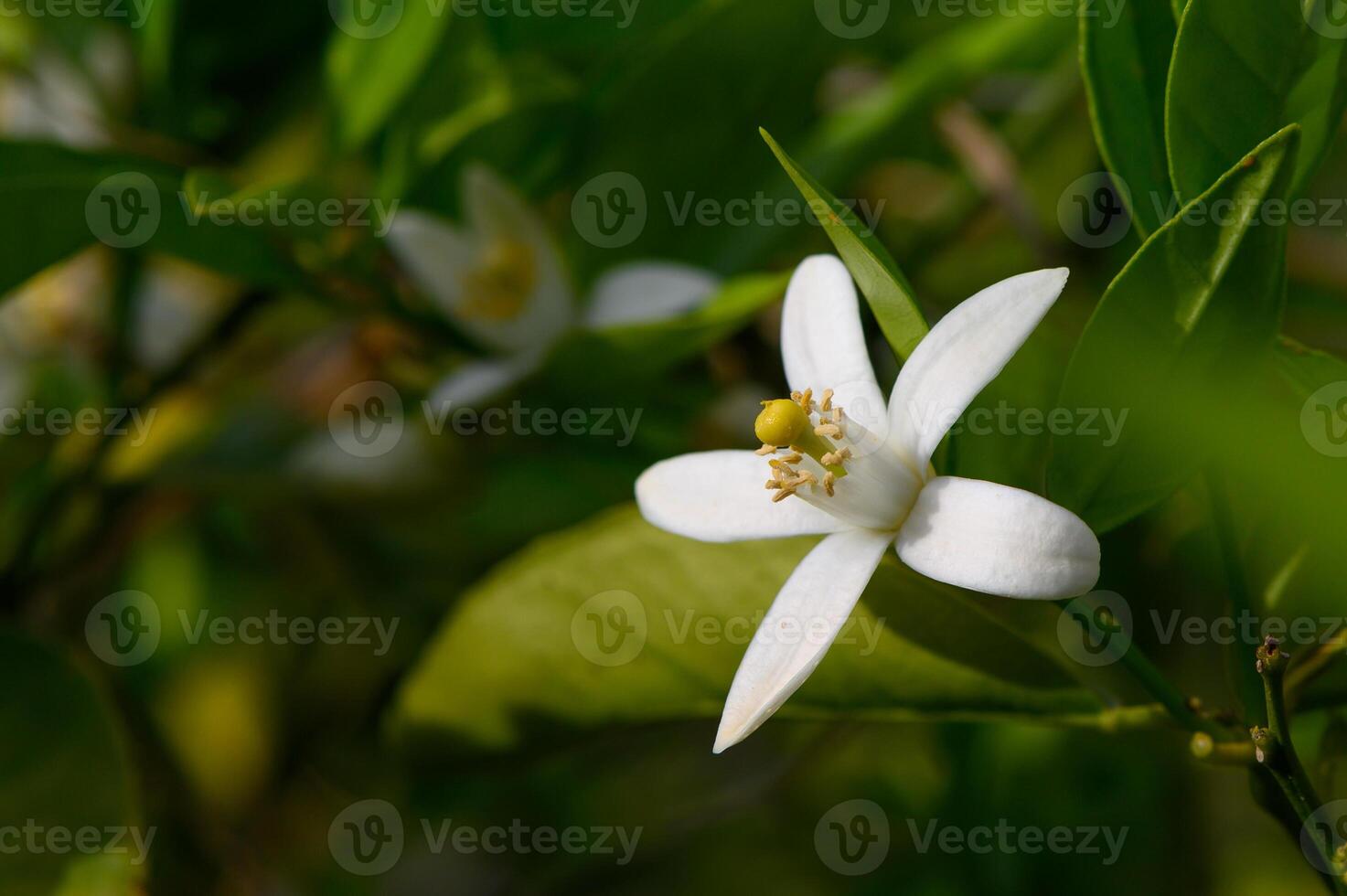 Delicate white blossoms capture the essence of spring in a vibrant garden filled with lush greenery and warm sunlight photo