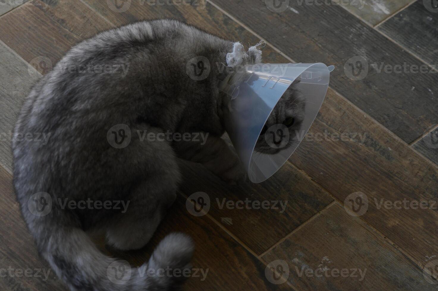 Playful cat sporting a recovery cone lounges on rustic wooden floor in a cozy living space during afternoon light photo