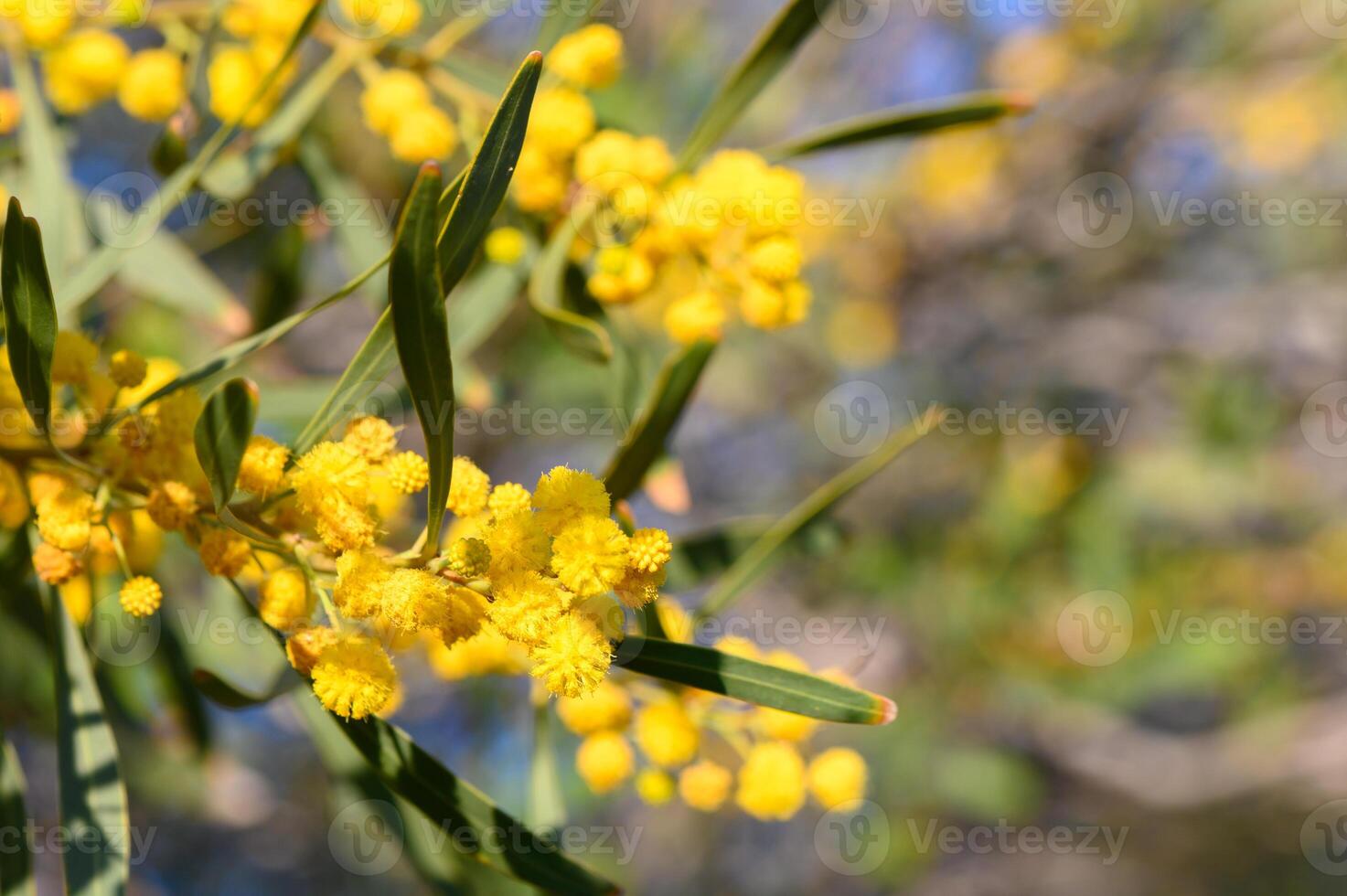 Vibrant yellow blossoms adorn branches in a sunny garden during springtime, celebrating nature's beauty and renewal photo