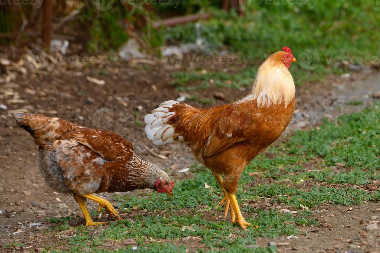 Colorful chickens foraging in the sunlight on a rustic farm during a warm afternoon photo