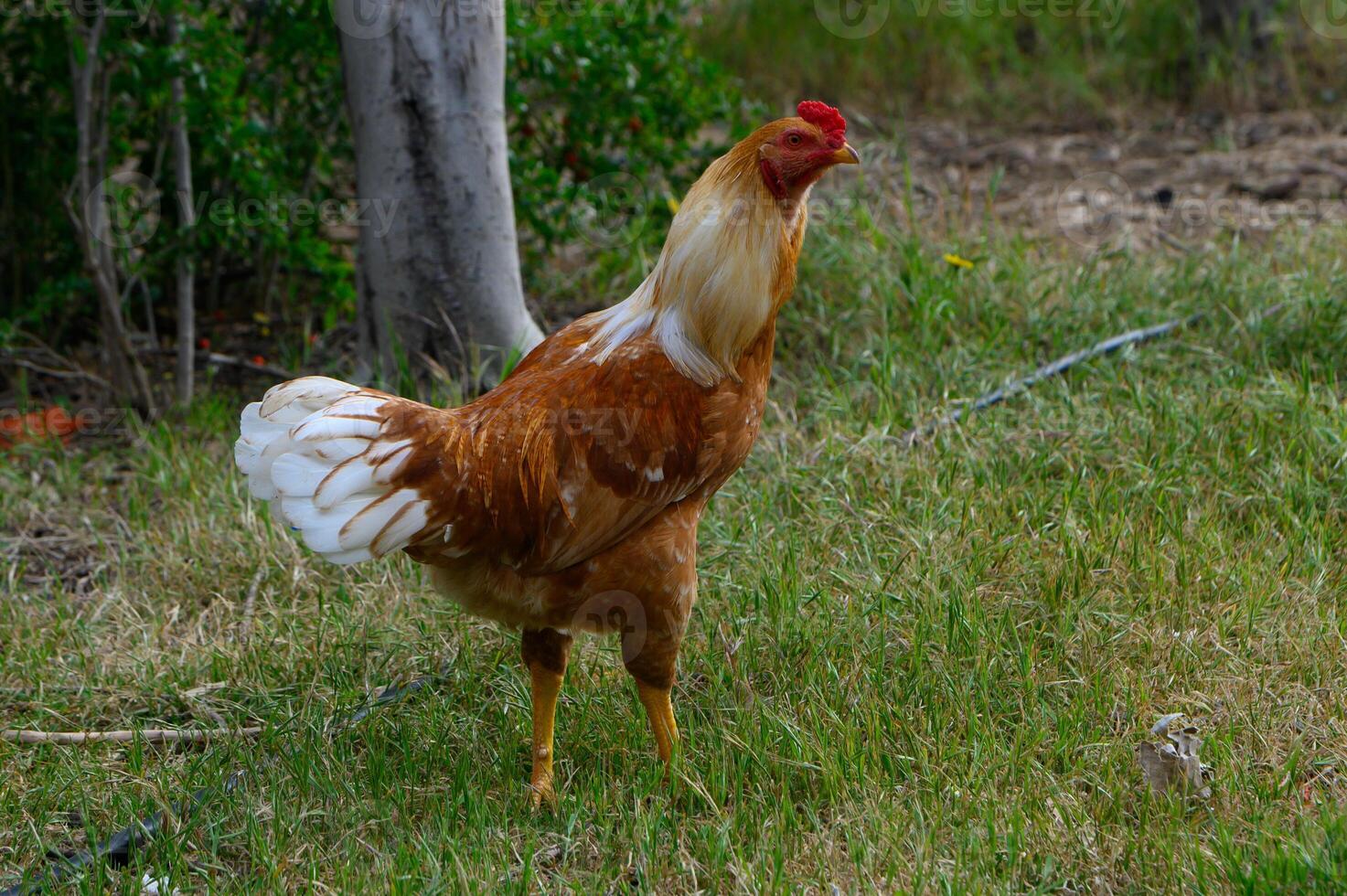 Vibrant orange hen exploring the lush greenery in a serene rural setting during a calm afternoon photo