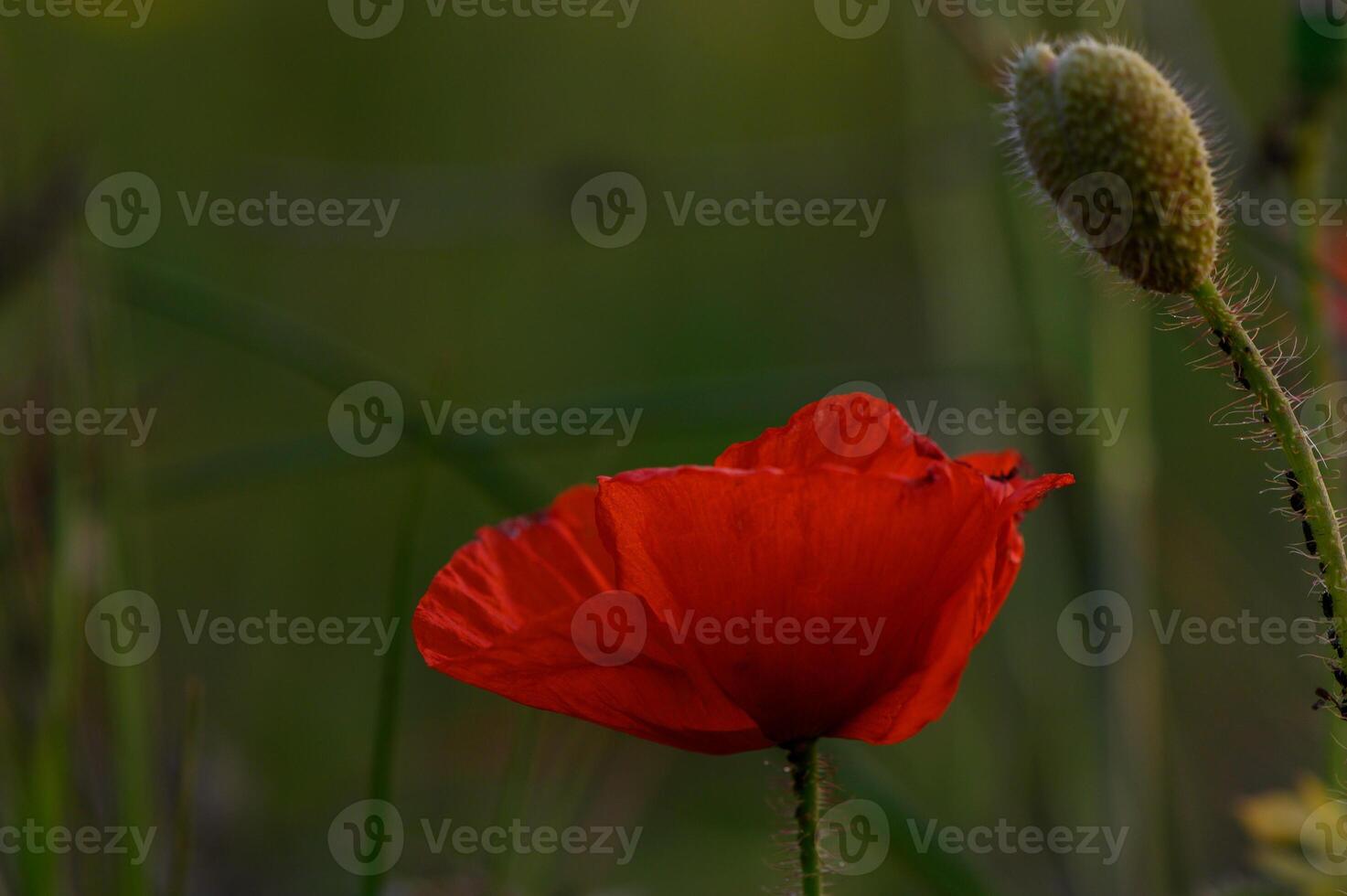 Vivid poppy flower blooming gracefully in a sunlit meadow surrounded by playful grass during a warm summer evening photo