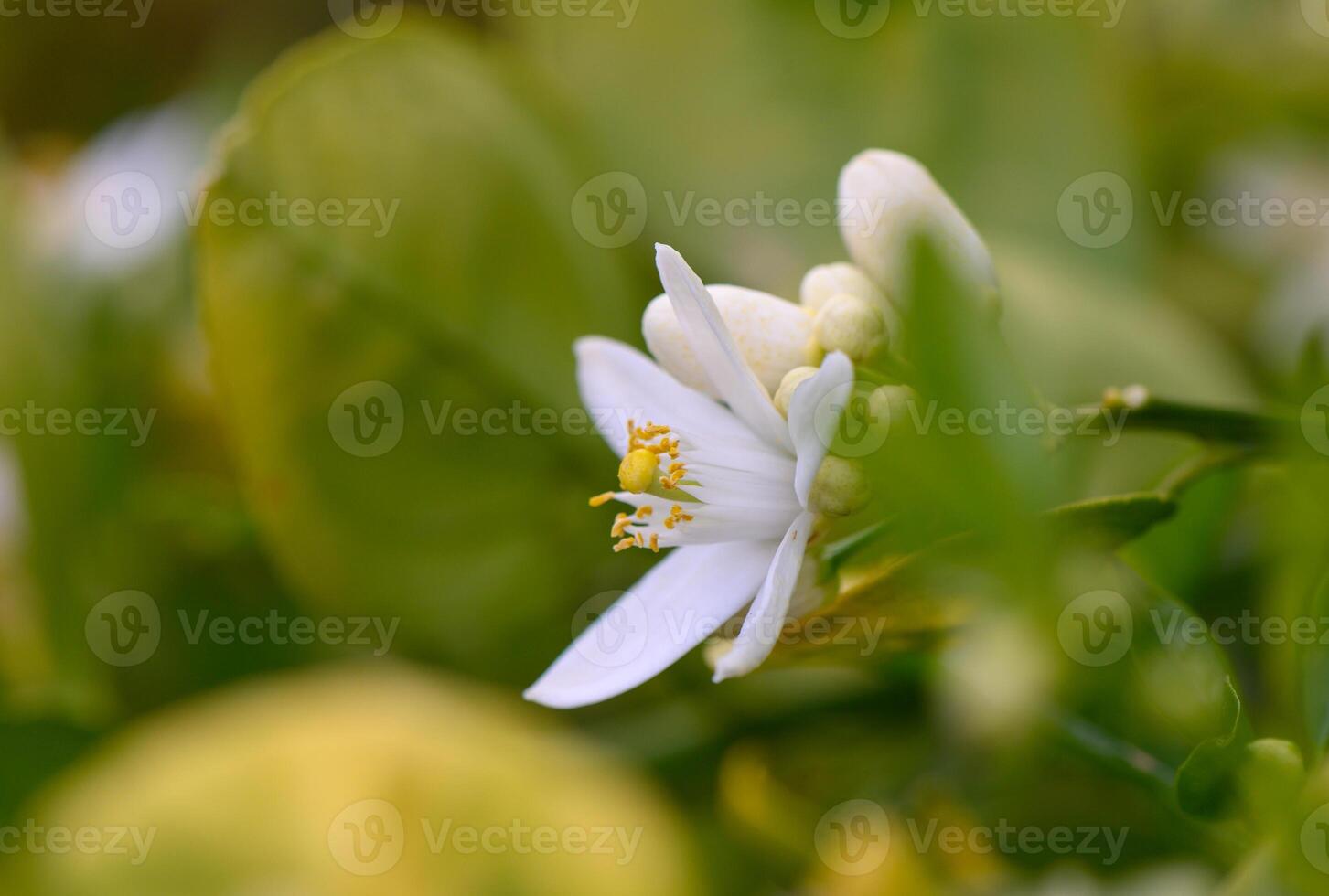 Blooming white citrus flower captures nature's elegance in a vibrant garden setting during spring's gentle embrace photo