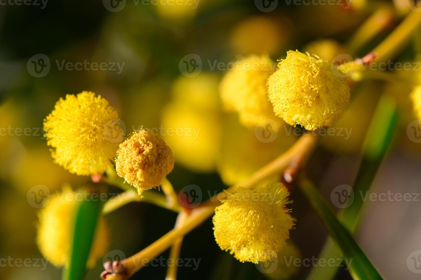 Delicate golden blooms adorn the branches of a mimosa tree under the warm afternoon sunlight in a serene garden setting photo