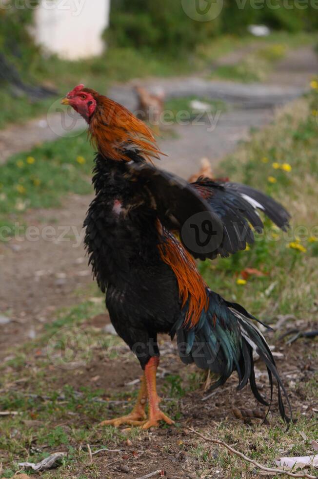 Colorful rooster proudly displays its feathers while roaming through a sunny backyard pathway amid wildflowers photo