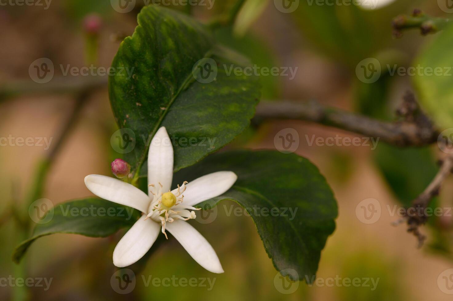 Delicate white flowers bloom on a vibrant green branch in a serene garden setting during a warm afternoon photo