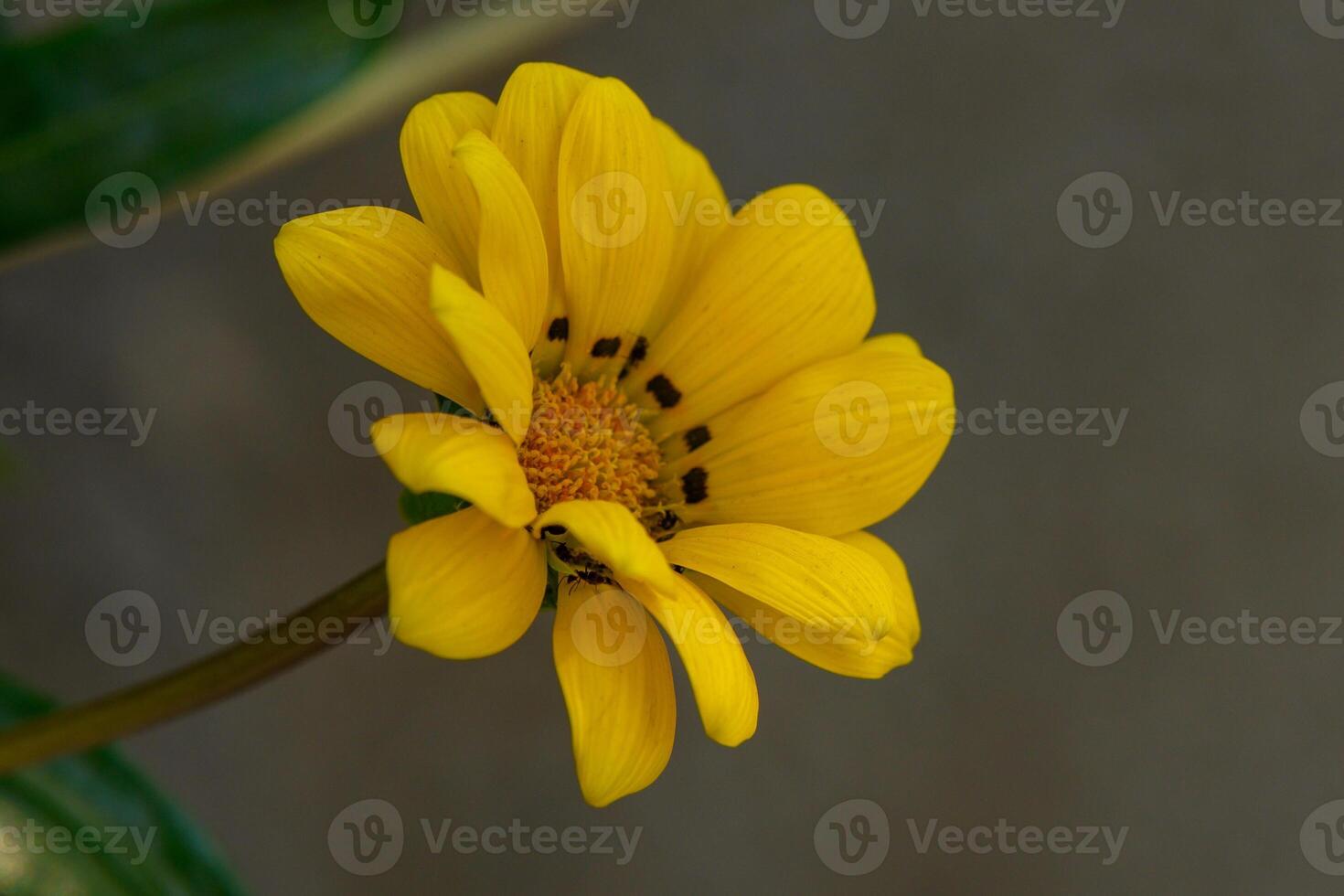 Bright yellow flower blossoms under soft sunlight in tranquil garden setting photo