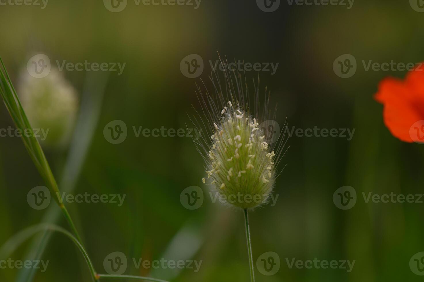 Blooming grass flower sways gently in the breeze while a vibrant red poppy in the background adds color to the serene landscape photo