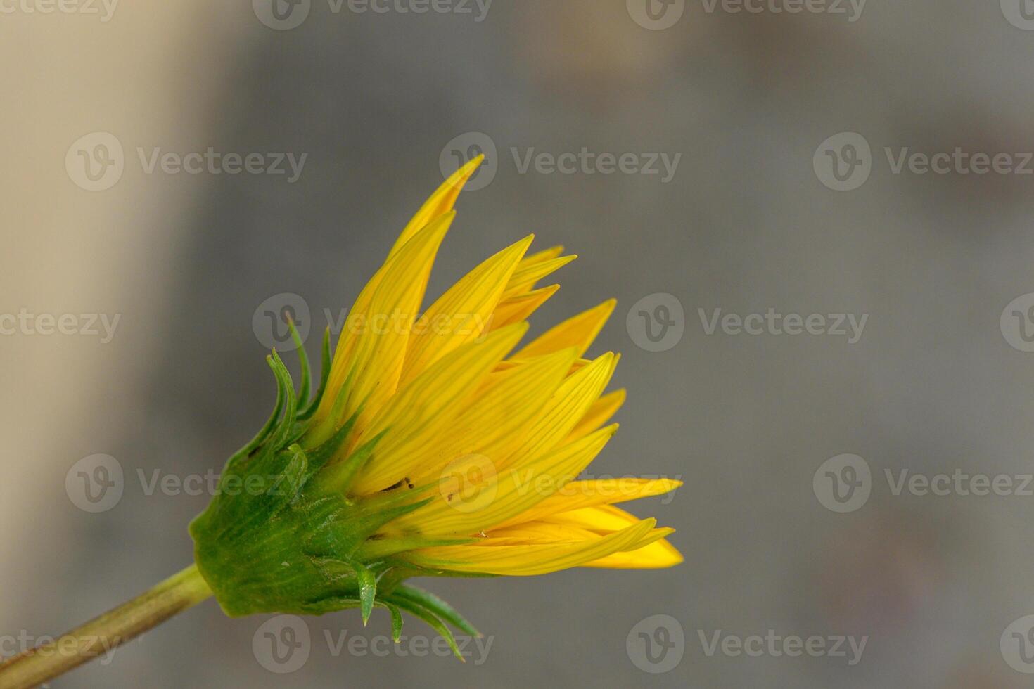 Delicate yellow flower budding in soft sunlight against blurred background in a garden setting photo