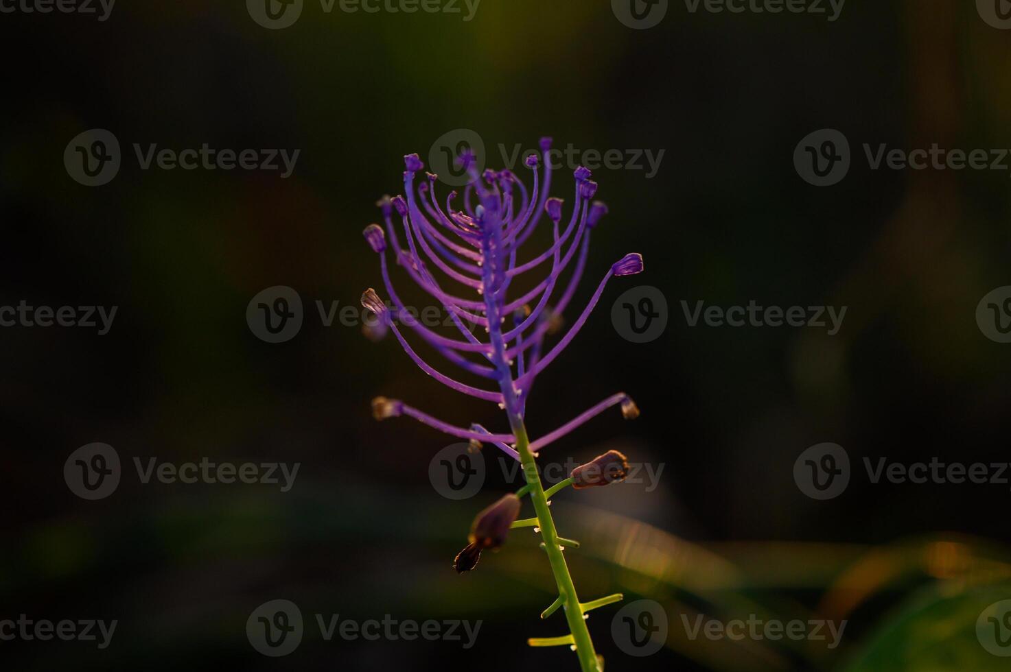 Delicate purple bloom showcasing intricate floral design at sunset in a tranquil garden photo