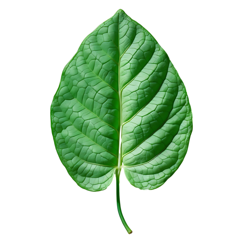 Bright Green Leaf Stock Photo Ideal for Health and Wellness Projects png