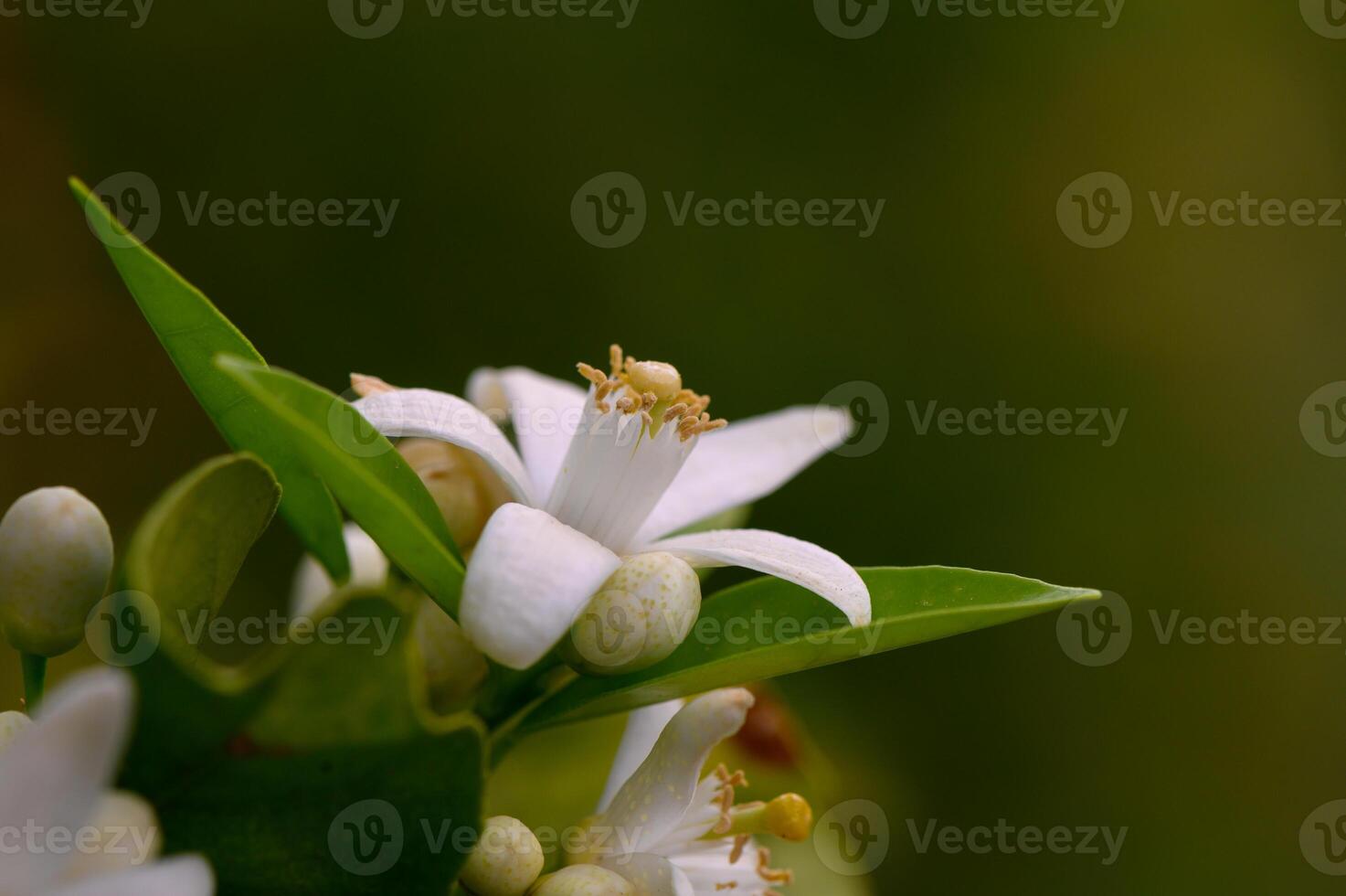 Delicate white citrus blossoms blooming in a tranquil garden during a warm spring afternoon photo
