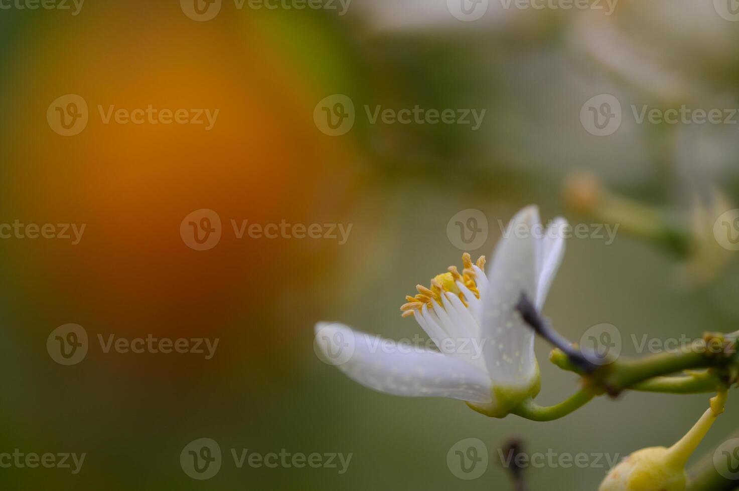 Delicate white blossom standing out against a warm, blurred background in a serene garden atmosphere photo