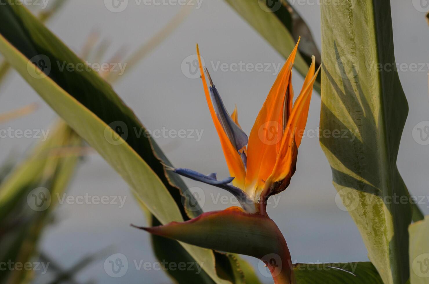 Bright tropical flower blossoming amidst vibrant green foliage near a serene waterway during a warm afternoon photo