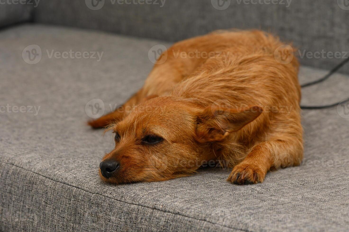 Relaxing dog enjoys quiet afternoon on cozy couch while the sunlight filters softly through the window photo